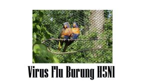 Virus Flu Burung H5N1: Penyebab, Gejala dan Cara Menghindarinya