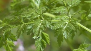 Manfaat daun seledri bagi kesehatan