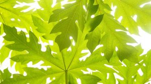 manfaat daun pepaya untuk kesehatan