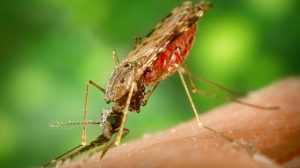 Obat penyakit malaria